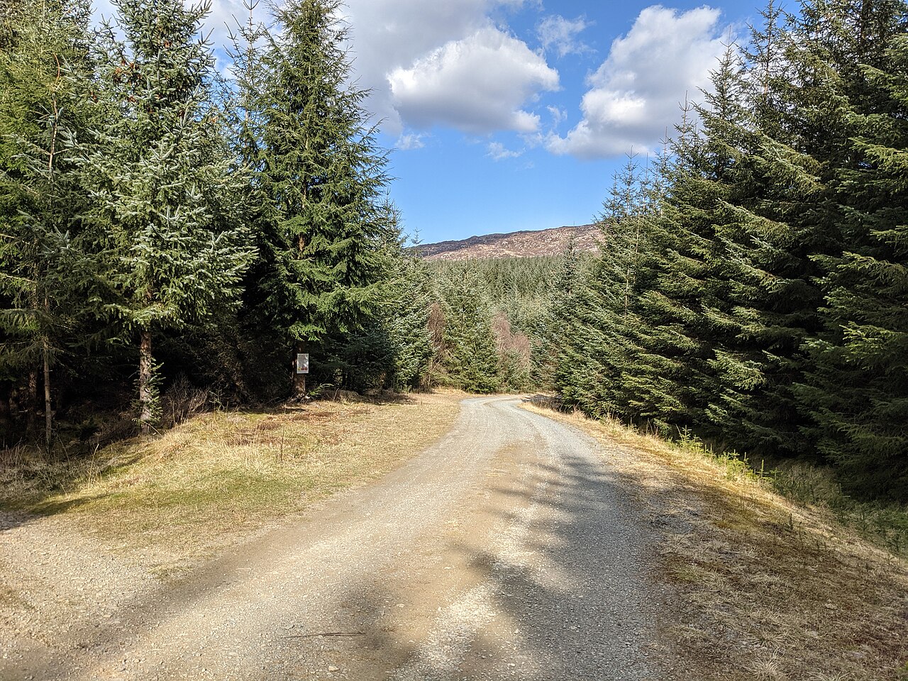 forest sunlight (foto: David Medcalf / CC BY-SA 2.0, Wikimedia Commons)