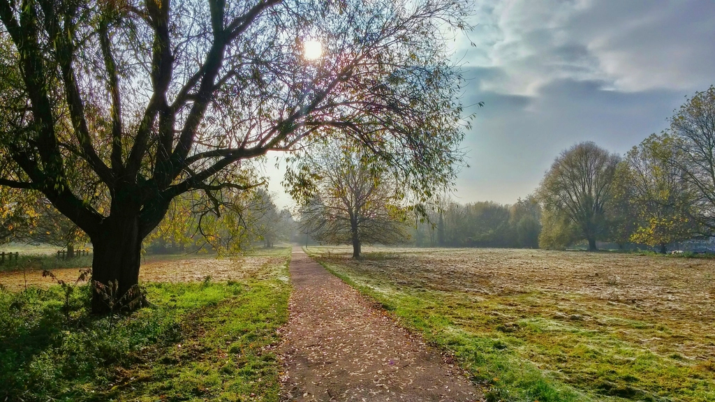 Vialetto di un parco coperto di foglie secche che si allontana tra gli alberi